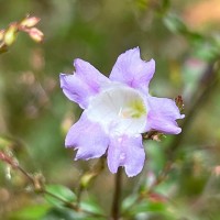 Strobilanthes helicoides T.Anderson